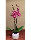 orquidea fucsia ok