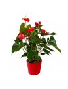 planta_anthurium_es4an