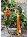 cistella plantes 25 ok
