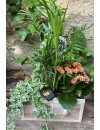 caixeta plantes 25 ok