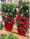 ardisia