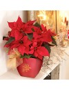 Christmas-Poinsettia-1
